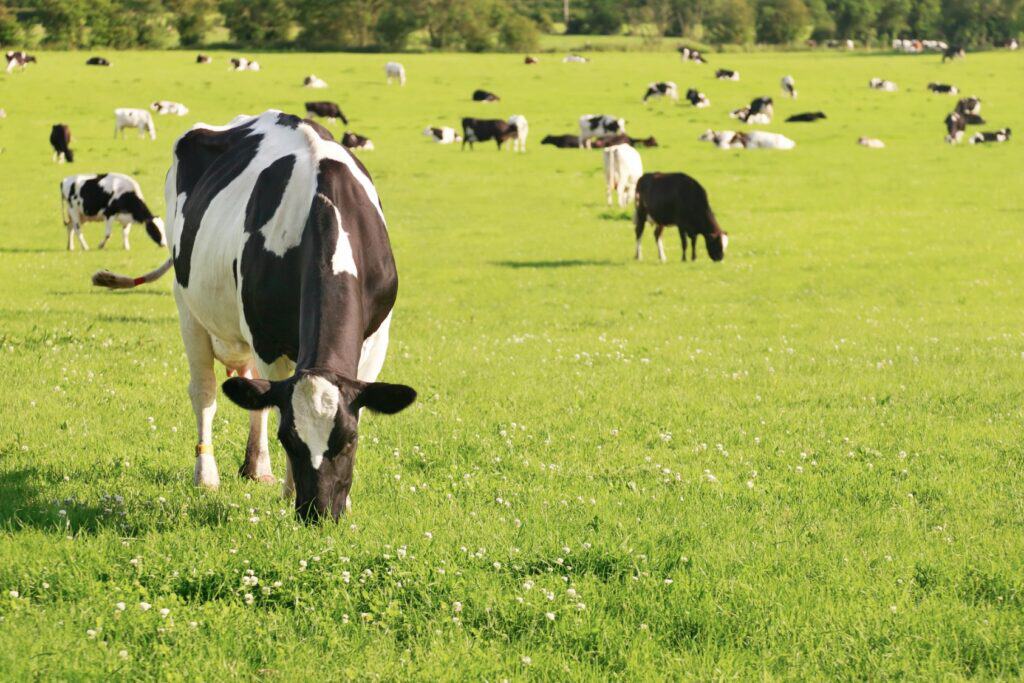 cows grazing on grass